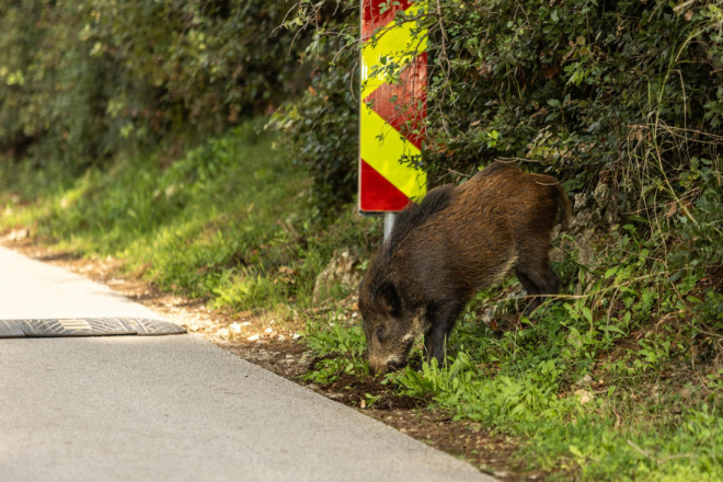 OPREZ! U nešto više od 24 sata u Istri čak šest naleta na divljač, jedna osoba je ozlijeđena