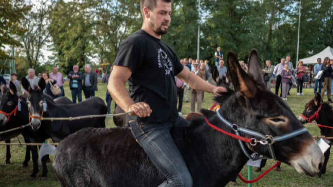 Ove nedjelje ne propustite tradicionalnu trku na tovari u sklopu „Smotre istarskega tovara”