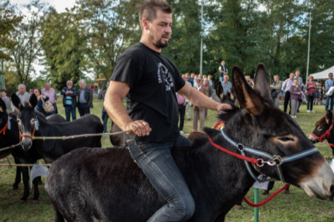 Ove nedjelje ne propustite tradicionalnu trku na tovari u sklopu „Smotre istarskega tovara”