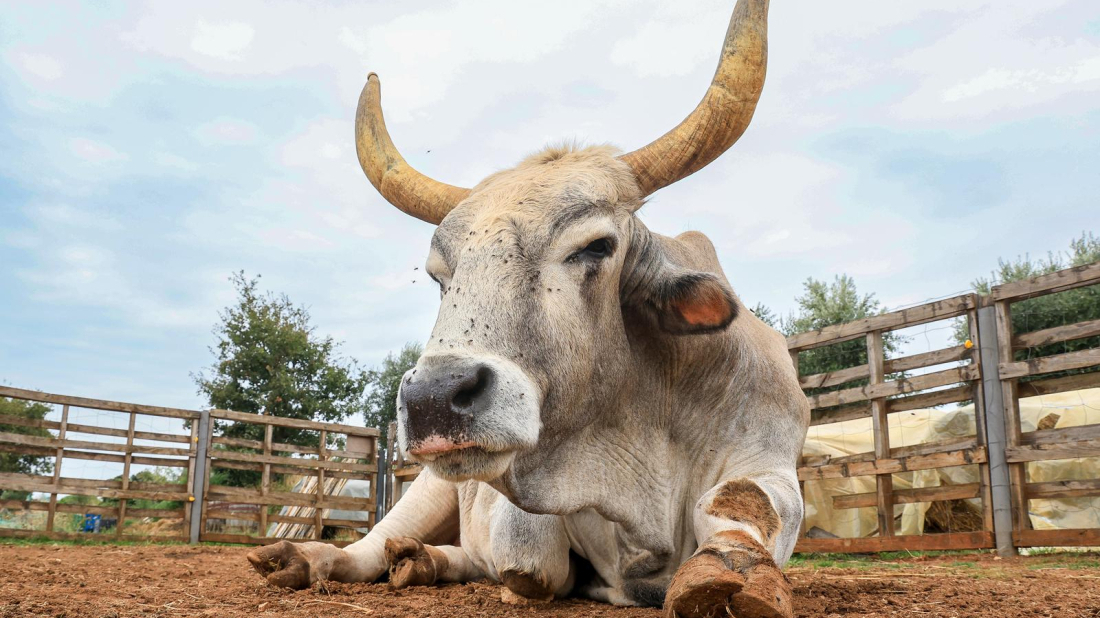 Boškarini i ovce ponovno na Kamenjaku! Projekt vrijedan dva milijuna eura vratio tradicionalnu ispašu