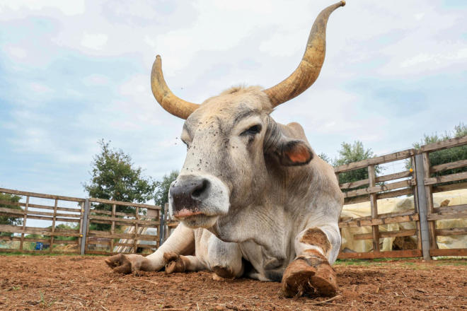 Boškarini i ovce ponovno na Kamenjaku! Projekt vrijedan dva milijuna eura vratio tradicionalnu ispašu