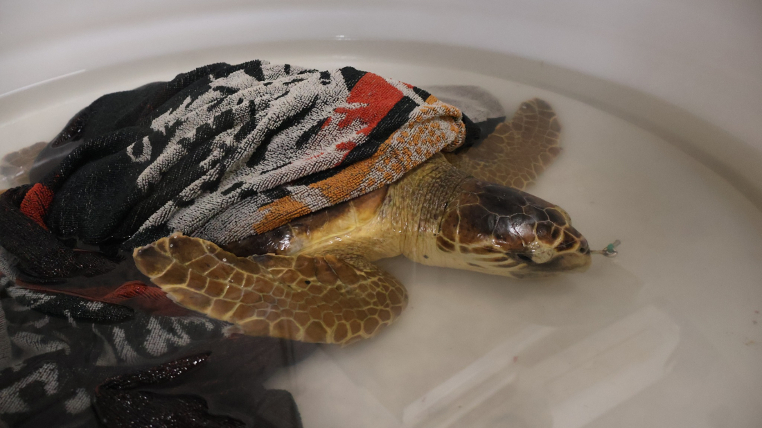 VIDEO: Glavata želva Dona puštena u more uz pomoć male Austrijanke i djece iz vrtića!