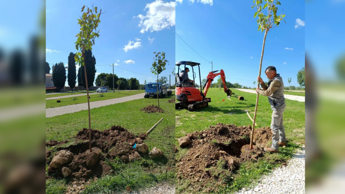 U Vižinadi posađeno još deset stabala crne murve u sklopu projekta "Hrvatska prirodno tvoja"