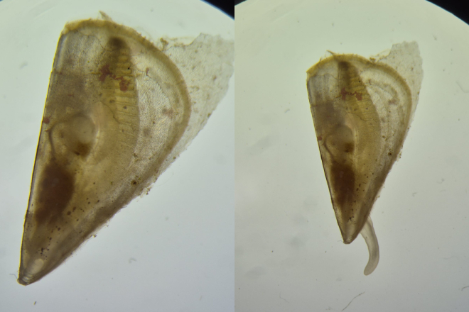 U Aquarium Pula stigla mlada jedinka plemenite periske pronađena na Brijunima