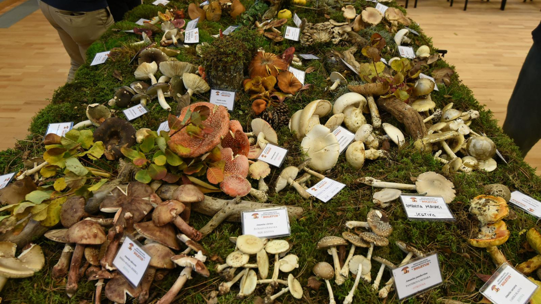 Jesen u znaku gljiva: Sljedećeg tjedna u Pazinu Istarska izložba gljiva 2025.