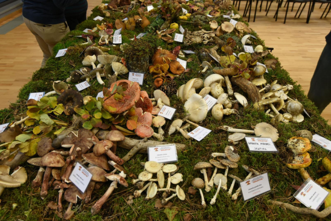 Jesen u znaku gljiva: Sljedećeg tjedna u Pazinu Istarska izložba gljiva 2025.