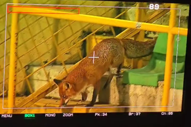 VIDEO Neobičan prizor na Drosini: južnom tribinom prošetala se - lisica