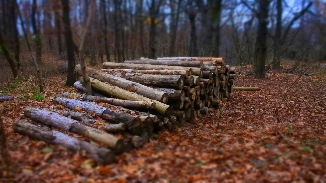Cijene ogrjevnog drva u Istri skaču i do 100 eura za metar!