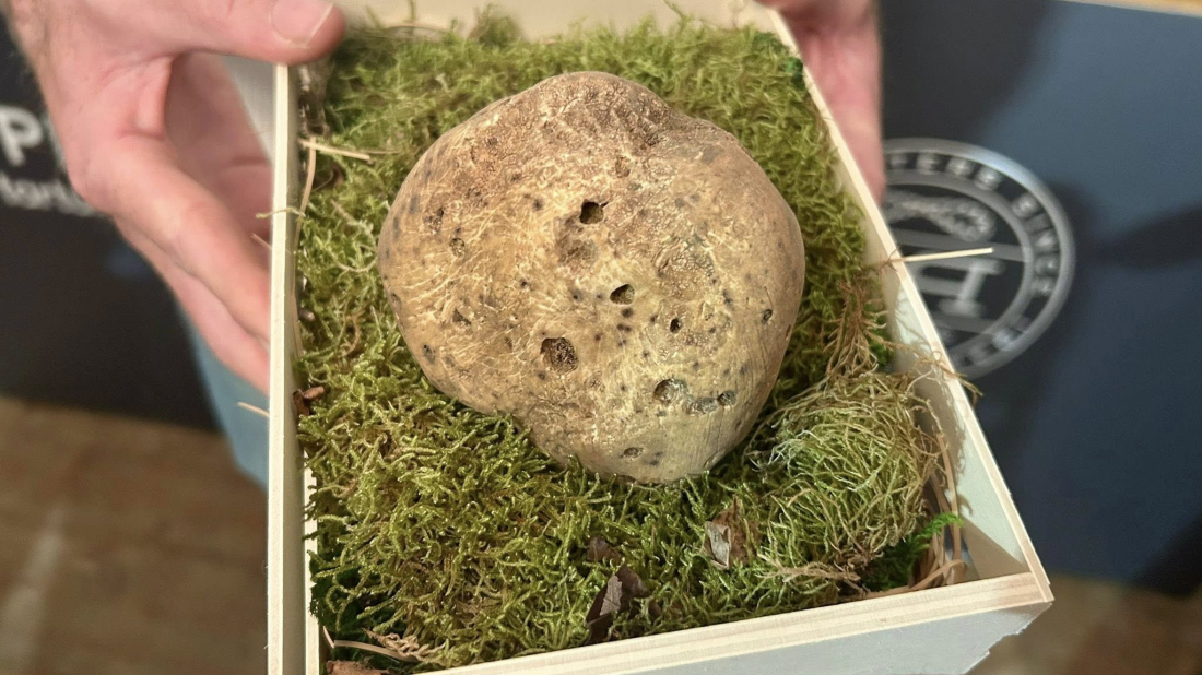 Festival istarskih tartufa: Naj tartuf drugu godinu za redom osvojio Marko Puh i Natura tartufi!