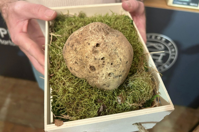 Festival istarskih tartufa: Naj tartuf drugu godinu za redom osvojio Marko Puh i Natura tartufi!