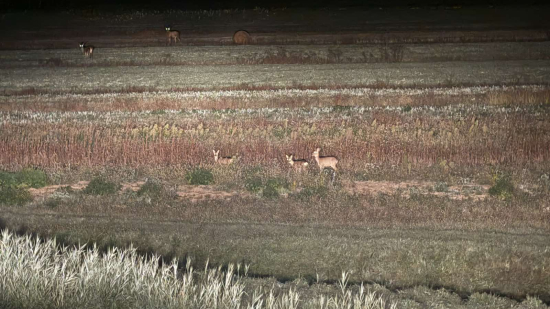 Istra lani zabilježila 720 naleta vozila na divljač! Krivac je najčešće prebrza vožnja