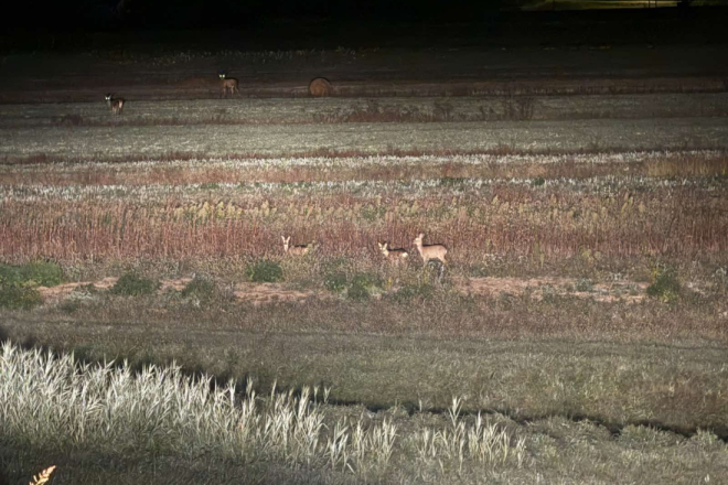 Istra lani zabilježila 720 naleta vozila na divljač! Krivac je najčešće prebrza vožnja