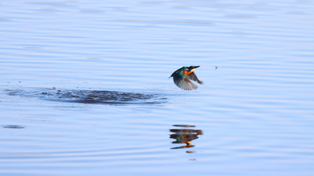 Ove subote održat će se treći vođeni obilazak po Posebnom ornitološkom rezervatu Palud-Palù