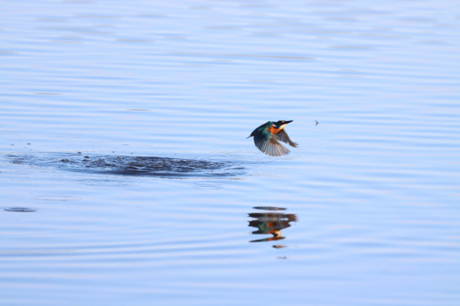 Ove subote održat će se treći vođeni obilazak po Posebnom ornitološkom rezervatu Palud-Palù