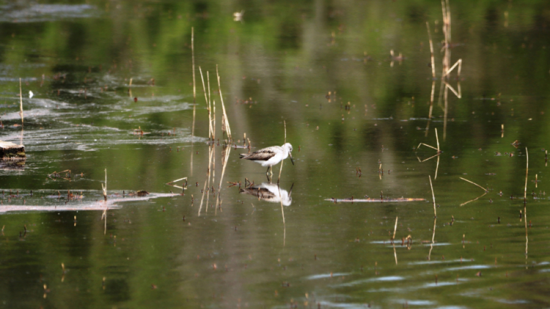 Ove subote: Treći vođeni obilazak po Posebnom ornitološkom rezervatu Palud-Palù
