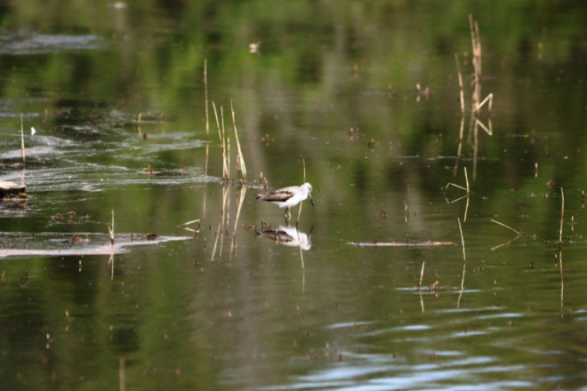 Ove subote: Treći vođeni obilazak po Posebnom ornitološkom rezervatu Palud-Palù
