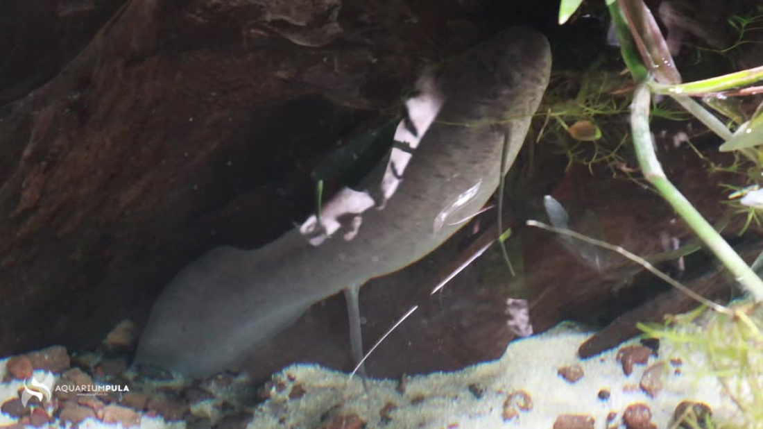 VIDEO Riba koja "diše i hoda"! U pulskom Aquariumu snimili rijedak prizor