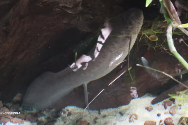 VIDEO Riba koja "diše i hoda"! U pulskom Aquariumu snimili rijedak prizor