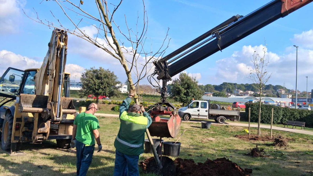 Osam novih stabala u Puli: Valvidalska i Mutvoranska bogatije za crnike i platane