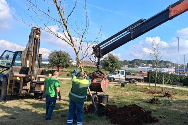 Osam novih stabala u Puli: Valvidalska i Mutvoranska bogatije za crnike i platane