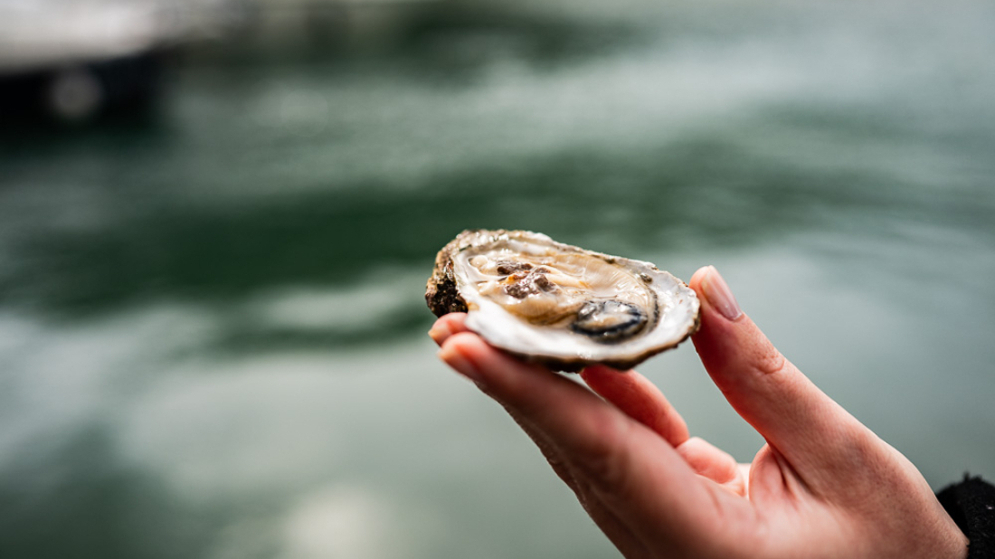 Besplatne vođene degustacije kamenica na sajmu Crofish: Građani pozvani kušati slavne limske oštrige!