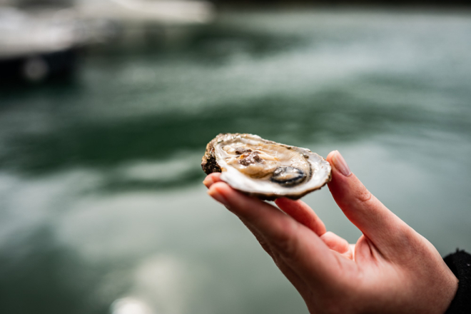 Besplatne vođene degustacije kamenica na sajmu Crofish: Građani pozvani kušati slavne limske oštrige!