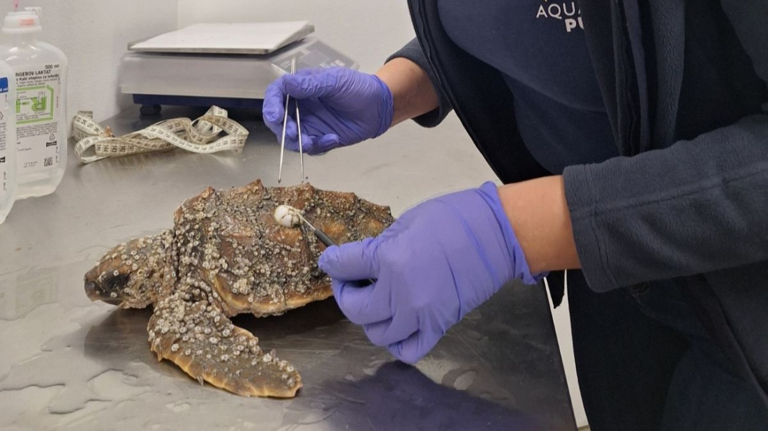 Spašena s plaže u Medulinu: Tajsija, glavata želva, dobila novu šansu!