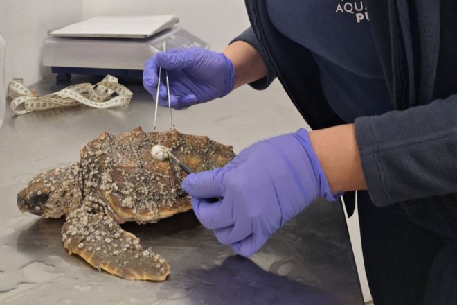 Spašena s plaže u Medulinu: Tajsija, glavata želva, dobila novu šansu!