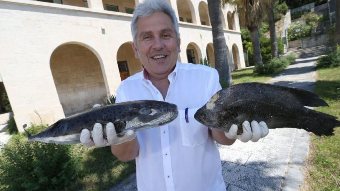 Kako se Jadransko more mijenja?: Predavanje Jakova Dulčića u Sveučilišnoj knjižnici u Puli