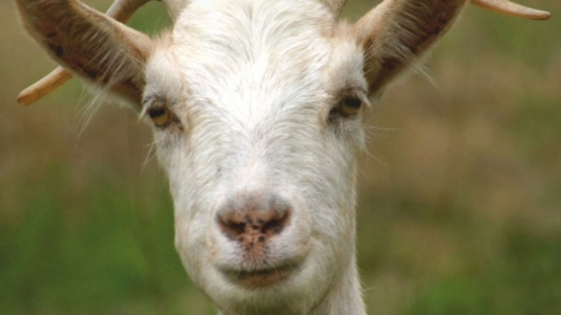 Jurina i Franina 2026.: Istra kroz priče, ljude i zavičajnost