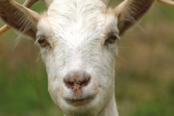 Jurina i Franina 2026.: Istra kroz priče, ljude i zavičajnost