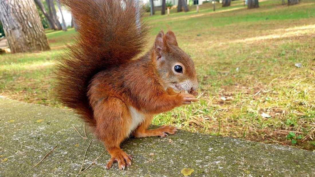 "Porečke vjeverice" traže volontere za punjenje pojilica!