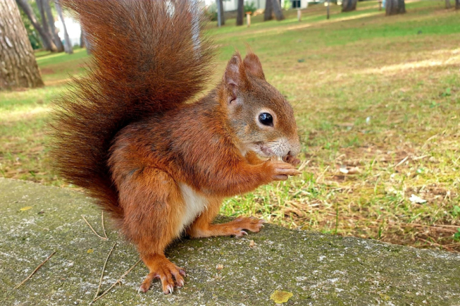 "Porečke vjeverice" traže volontere za punjenje pojilica!