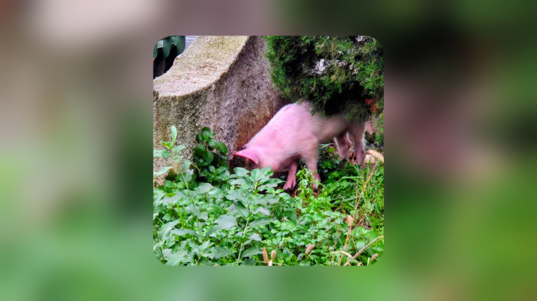 Neobičan prizor u Rovinju: Ulicama lutalo malo prase