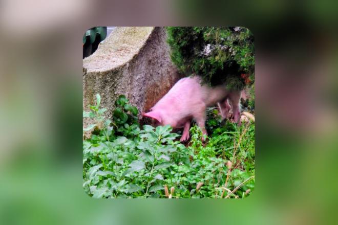 Neobičan prizor u Rovinju: Ulicama lutalo malo prase