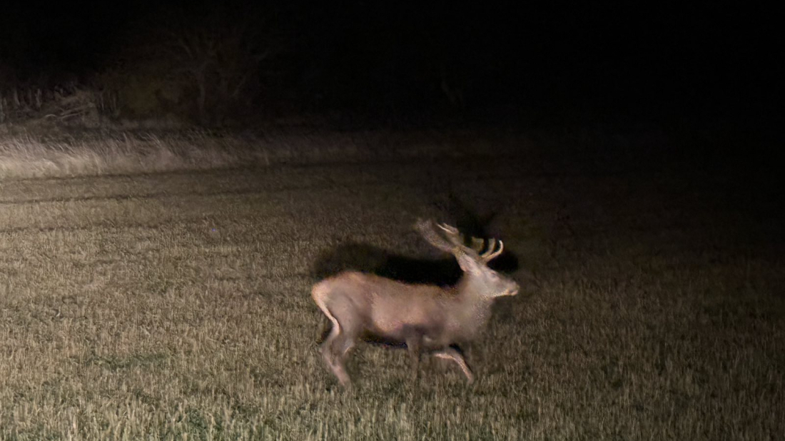 Divljač na cestama Istre: Tri naleta u jednom danu!