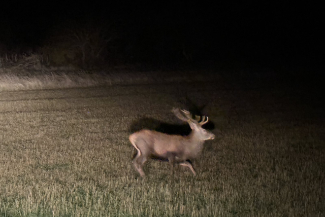 Divljač na cestama Istre: Tri naleta u jednom danu!