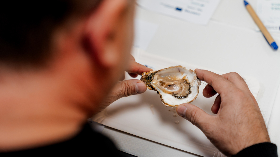 Stručnjaci ističu da kamenicama popularnost raste s razlogom!