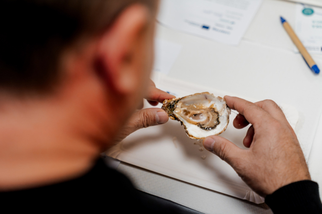 Stručnjaci ističu da kamenicama popularnost raste s razlogom!