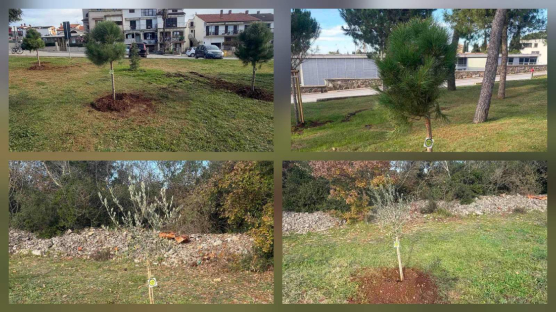 U Rovinju posađeno 10 novih stabala u sklopu nacionalnog projekta održivosti