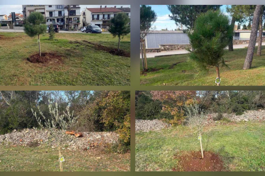 U Rovinju posađeno 10 novih stabala u sklopu nacionalnog projekta održivosti