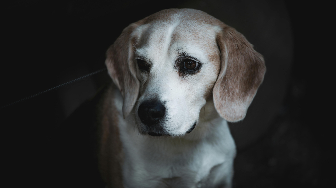 Prijatelji životinja: Hrvatska mora hitno zabraniti dane bučne pirotehnike!