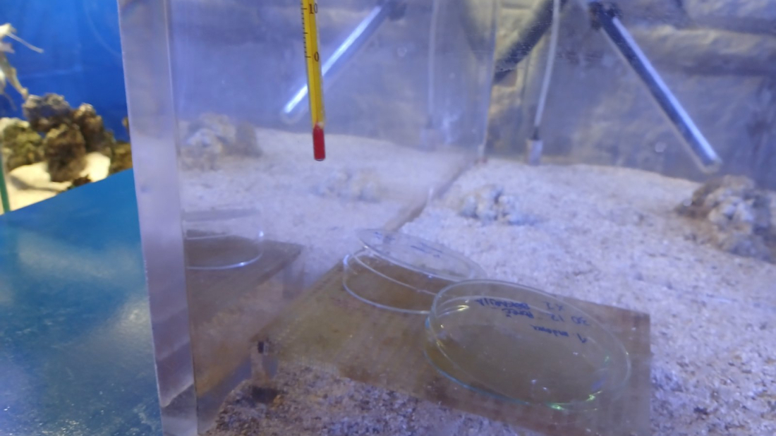 Periska Pinna rudis u Poreču? Mogući najseverniji nalaz u Mediteranu!