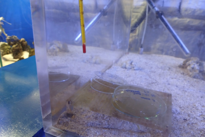 Periska Pinna rudis u Poreču? Mogući najseverniji nalaz u Mediteranu!