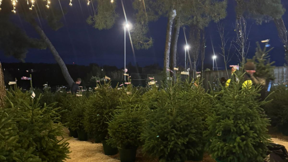 Pula: Na Valmadama se mogu iznajmiti živa božićna drvca!