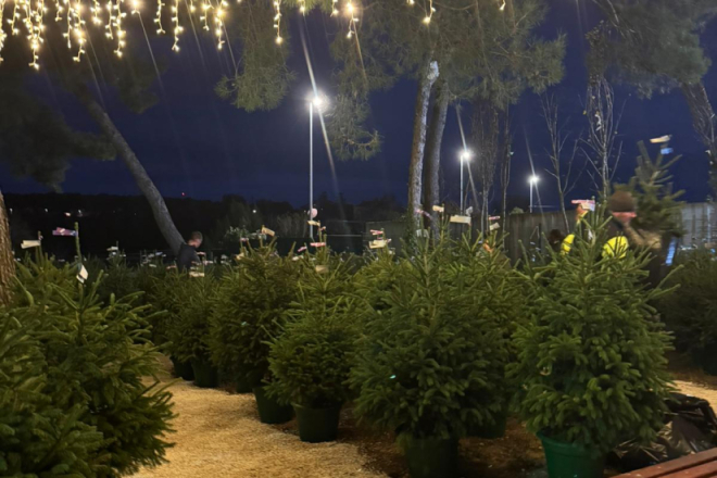 Pula: Na Valmadama se mogu iznajmiti živa božićna drvca!