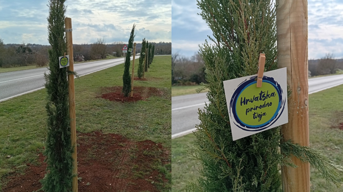 'Hrvatska prirodno tvoja': Žminj zasadio čemprese uz podršku HTZ-a i Ministarstva turizma