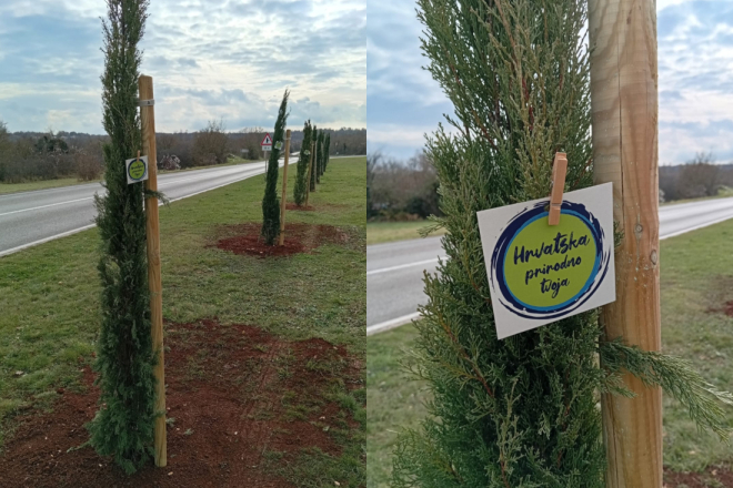 'Hrvatska prirodno tvoja': Žminj zasadio čemprese uz podršku HTZ-a i Ministarstva turizma