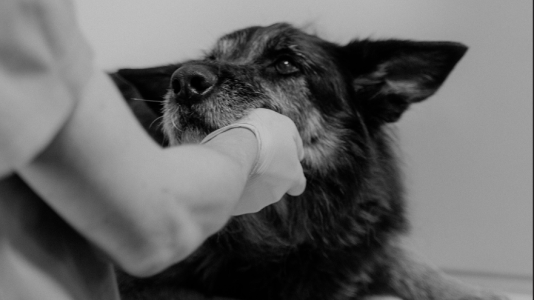 STRAŠNO! Žena iz Pule toliko zapostavila svog psa da su ga morali eutanazirati, bit će kažnjena!