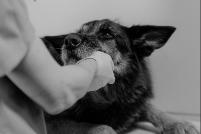 STRAŠNO! Žena iz Pule toliko zapostavila svog psa da su ga morali eutanazirati, bit će kažnjena!